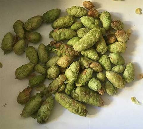 brewing with fresh green hops